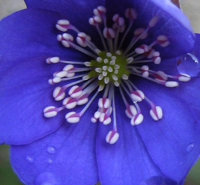 Hepatica nobilis